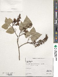 Syringa reticulata image