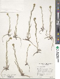 Image of Amsinckia menziesii