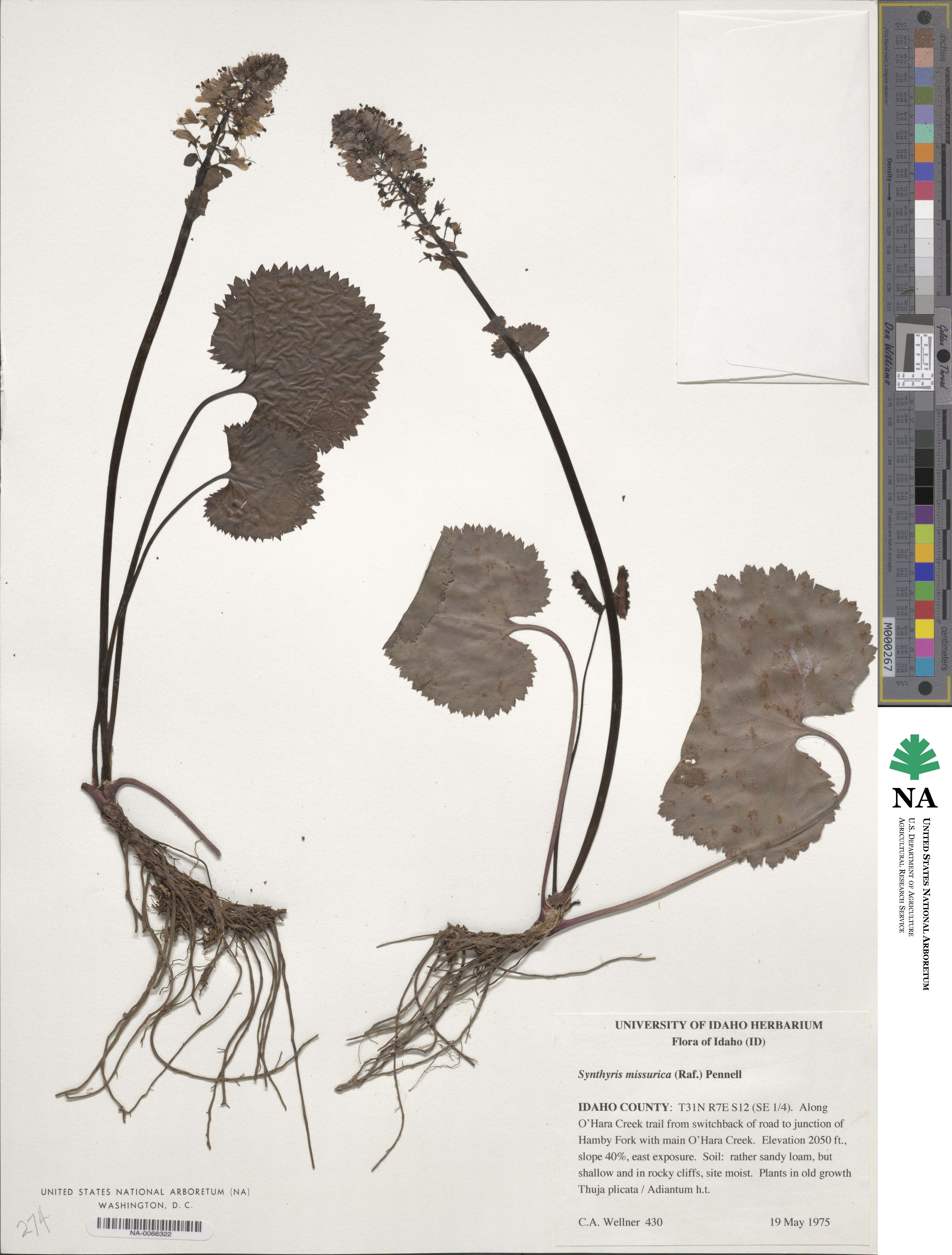 Synthyris missurica image