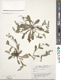 Image of Nihon japonicum