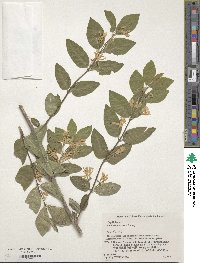 Lonicera morrowii image