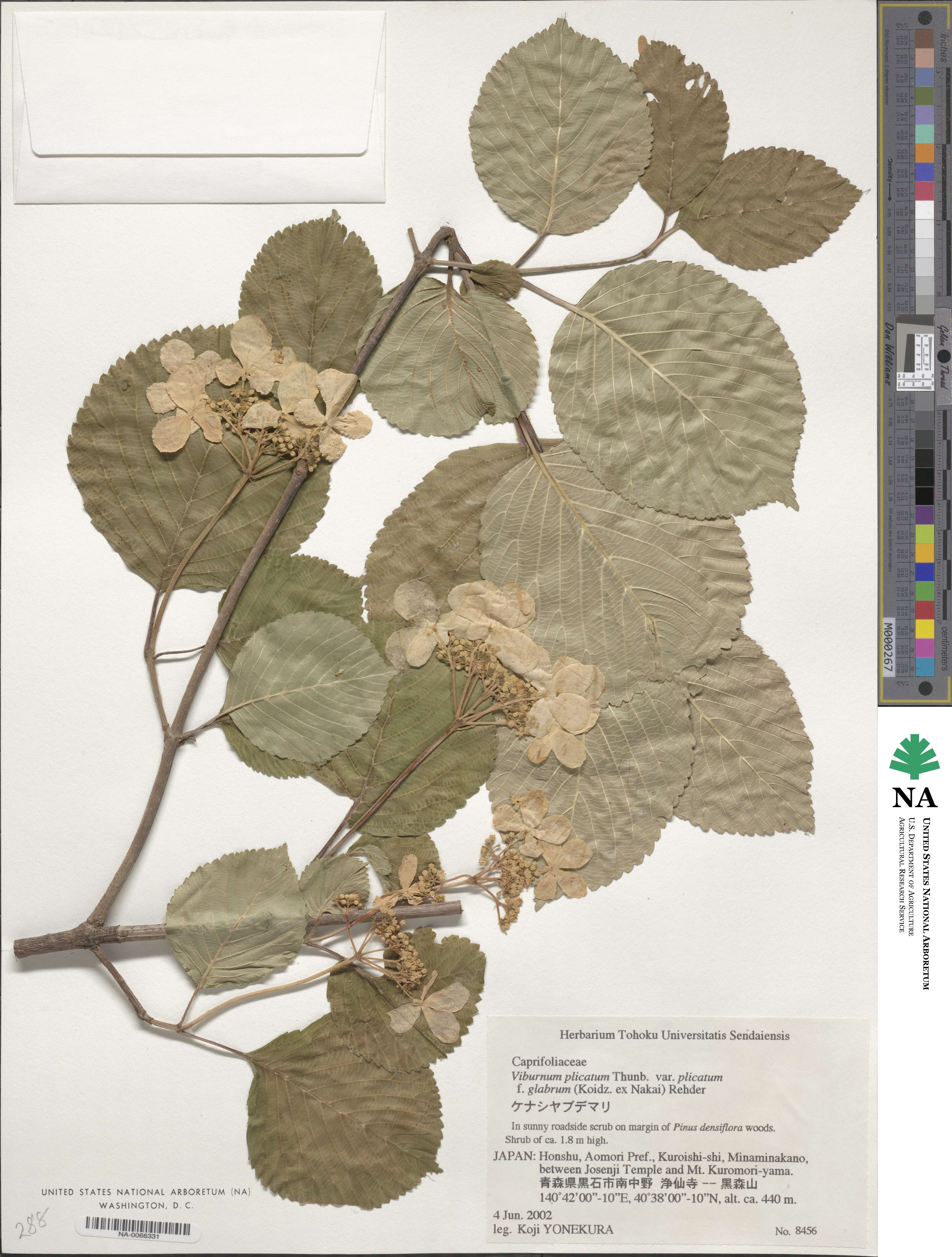 Viburnum plicatum f. glabrum image
