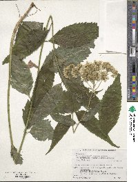 Eupatorium chinense image