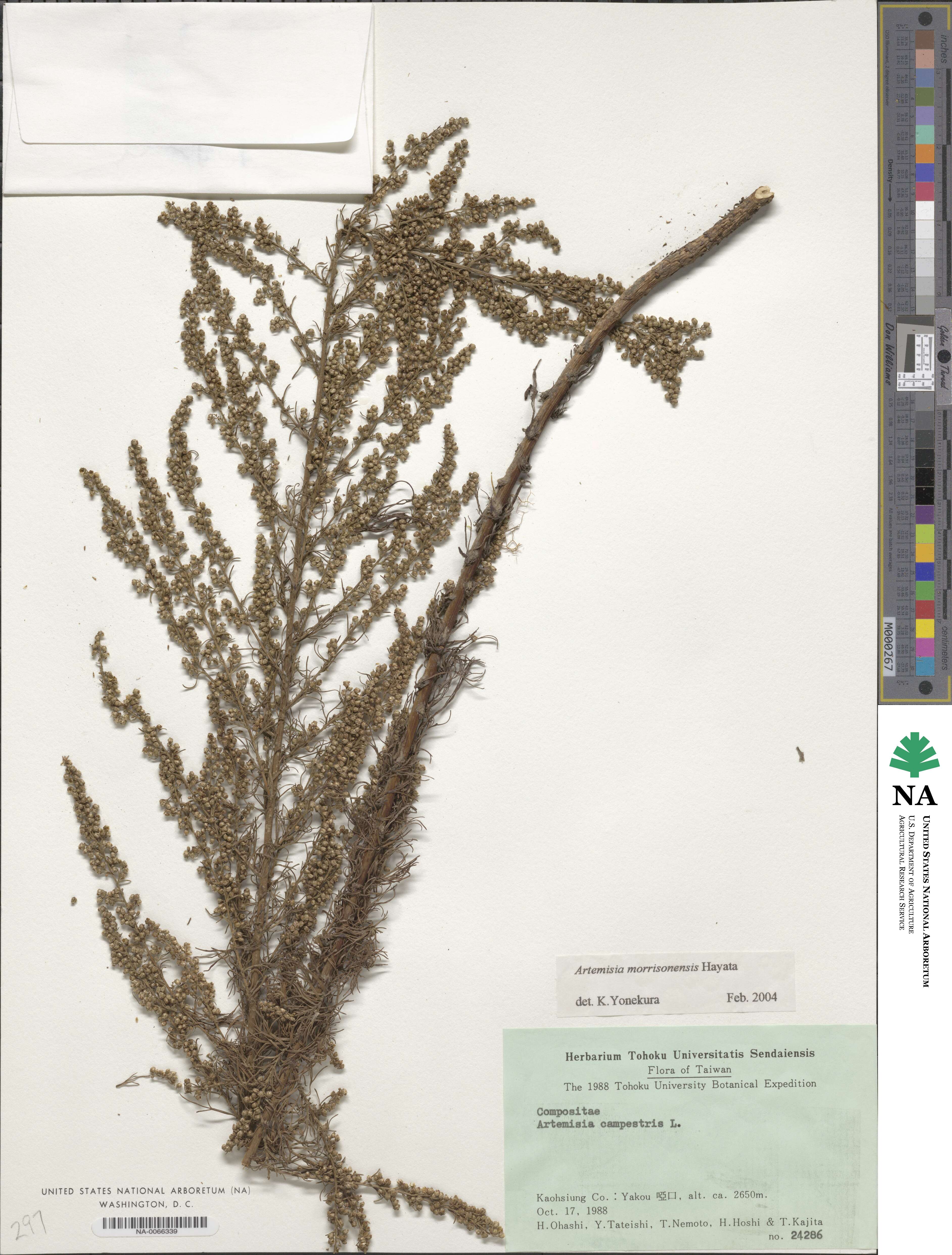 Artemisia morrisonensis image