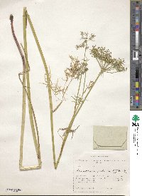 Xanthoselinum alsaticum subsp. alsaticum image