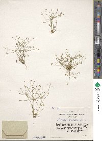 Androsace septentrionalis image