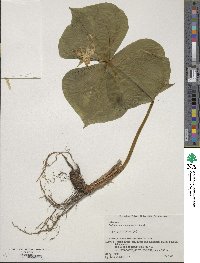 Image of Trillium camschatcense