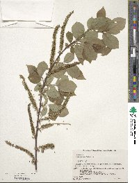 Salix vulpina image