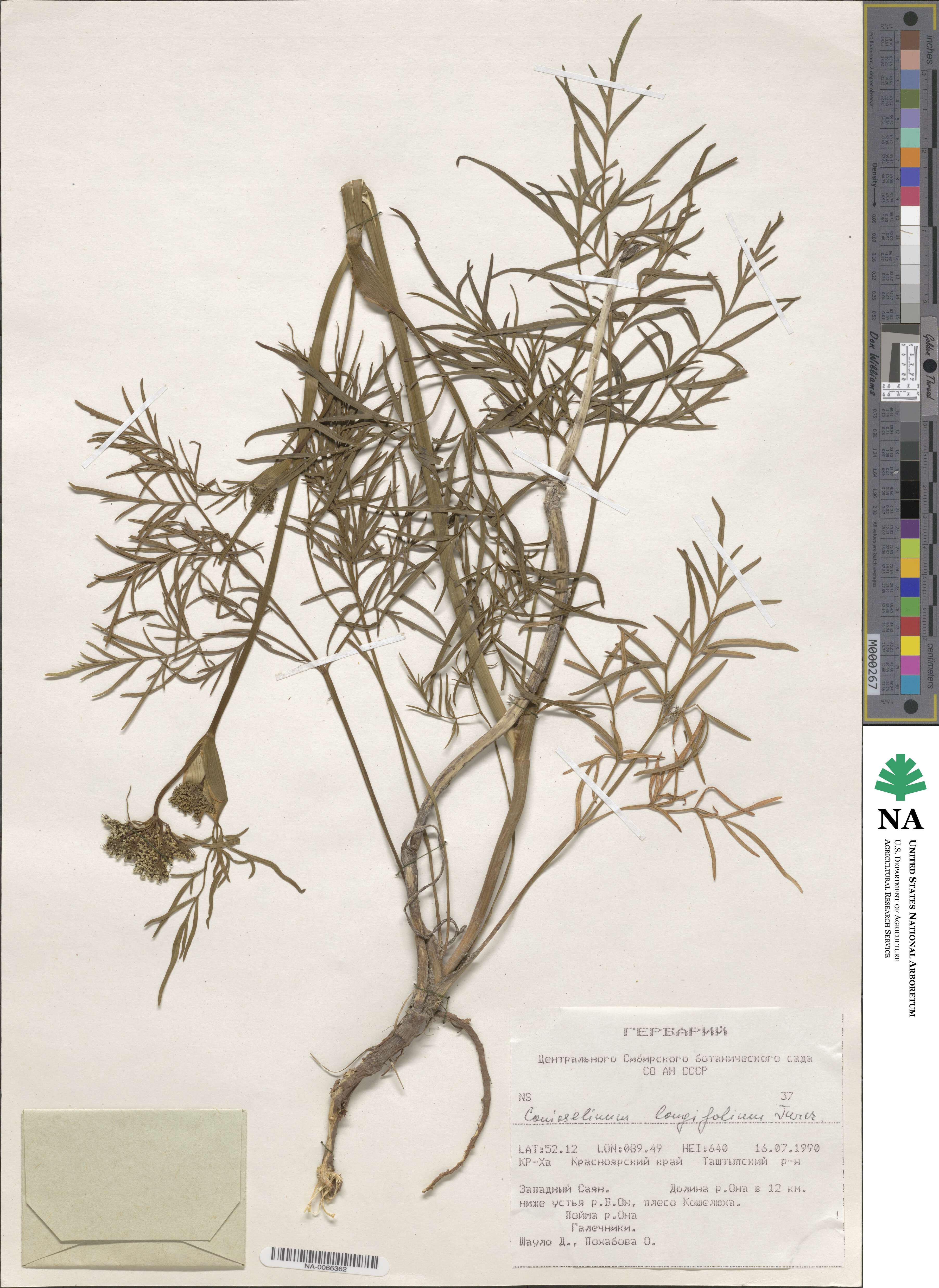 Conioselinum longifolium image