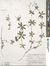 Galium trifloriforme image