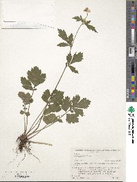 Geum japonicum image