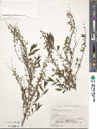 Spiraea thunbergii image