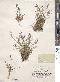 Poa glauca image