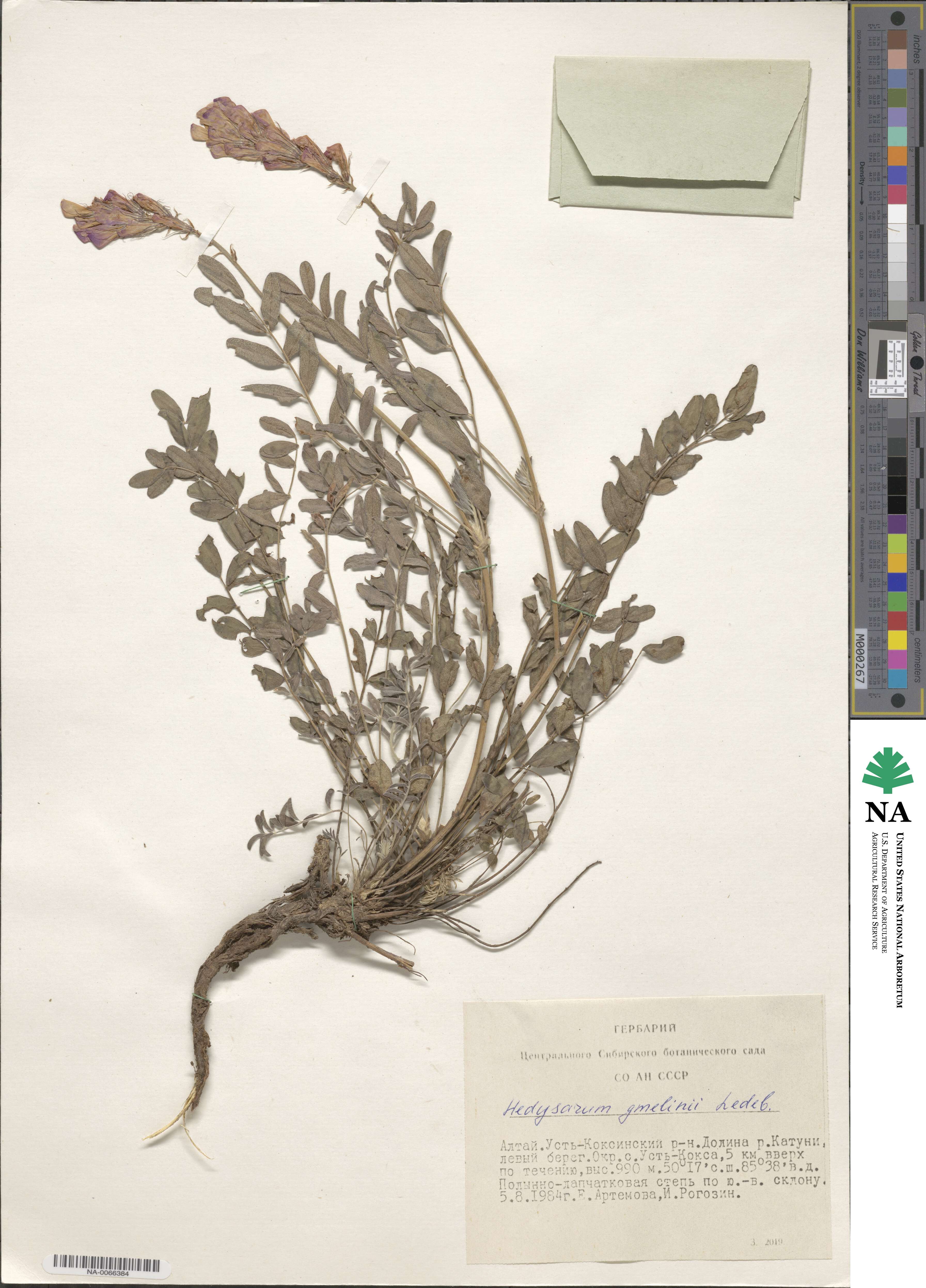 Hedysarum gmelinii image