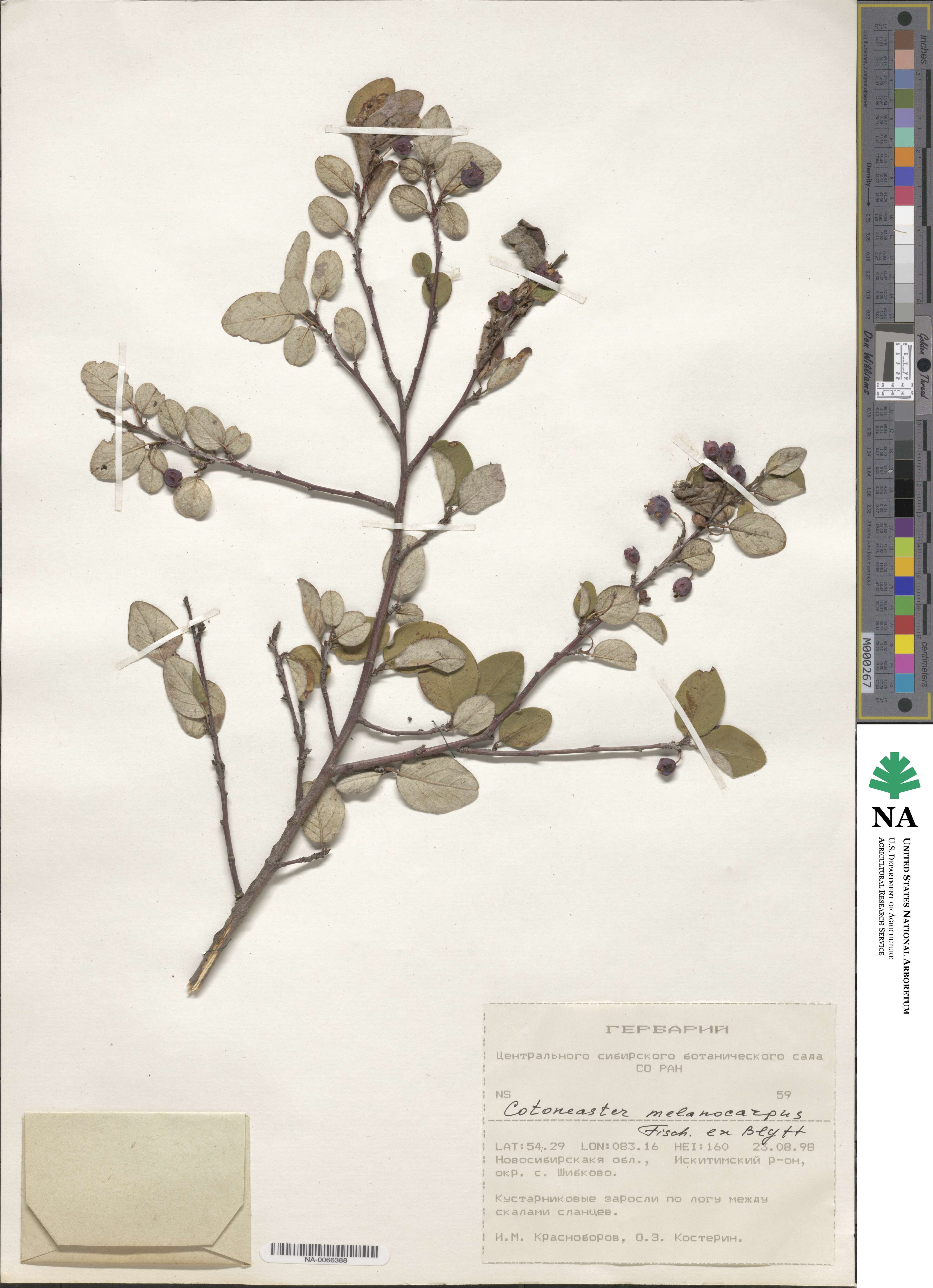 Cotoneaster laxiflorus image