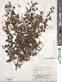 Lespedeza homoloba image