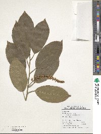 Image of Itea omeiensis