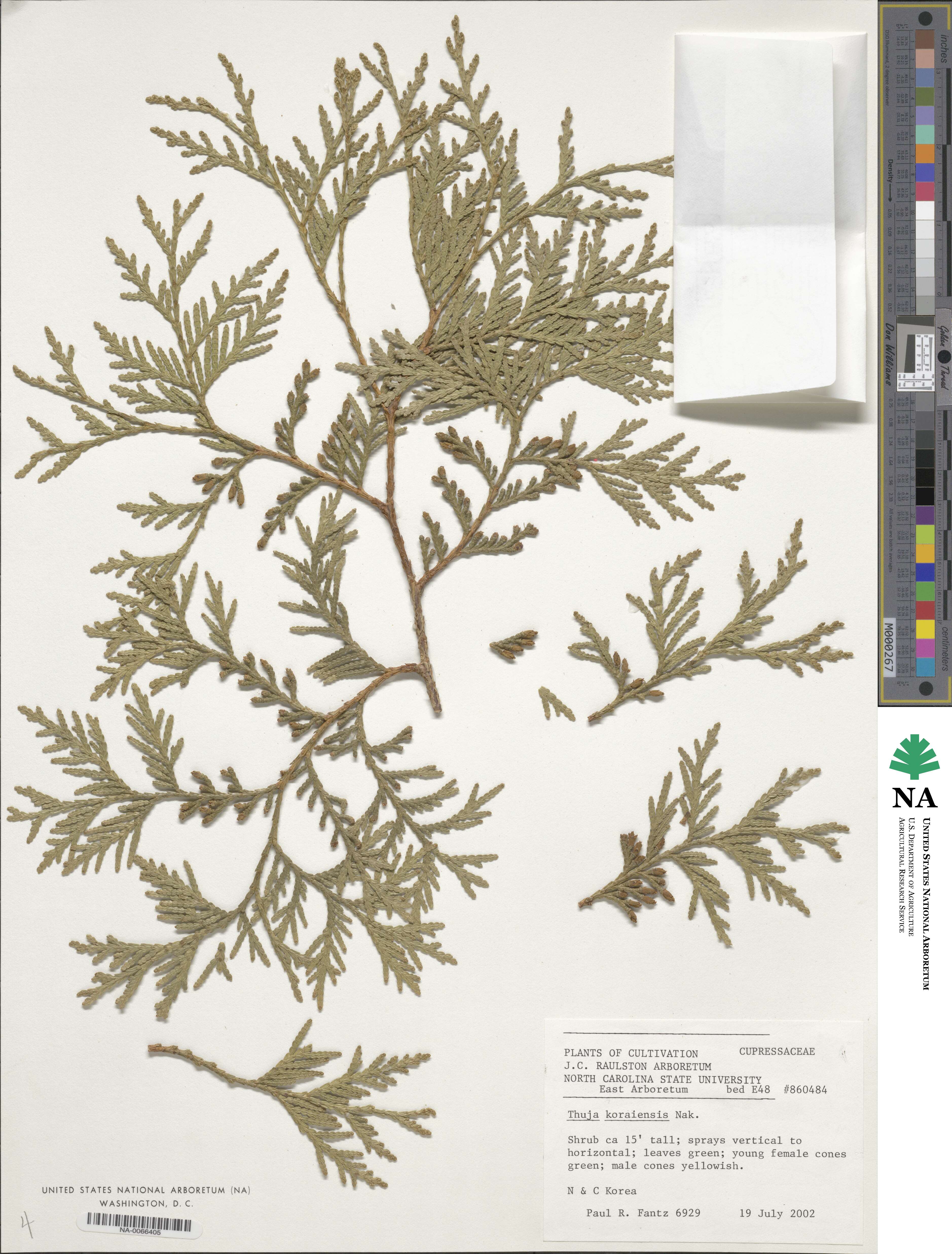 Thuja image