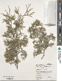 Image of Chamaecyparis thyoides