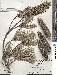 Pinus strobus image