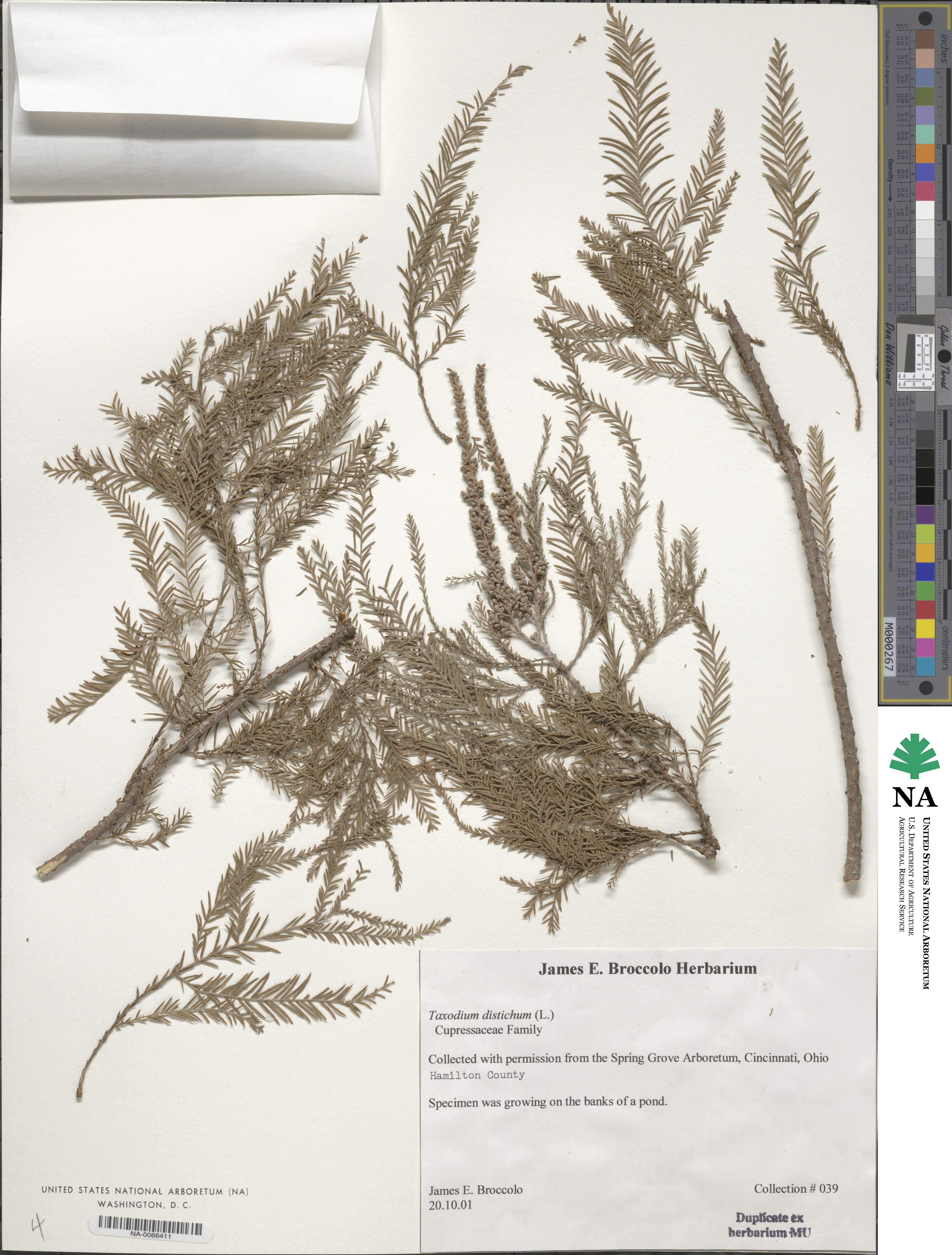 Taxodium distichum var. distichum image