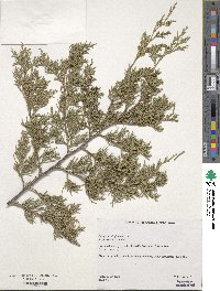 Juniperus virginiana image