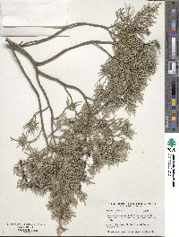 Juniperus scopulorum image