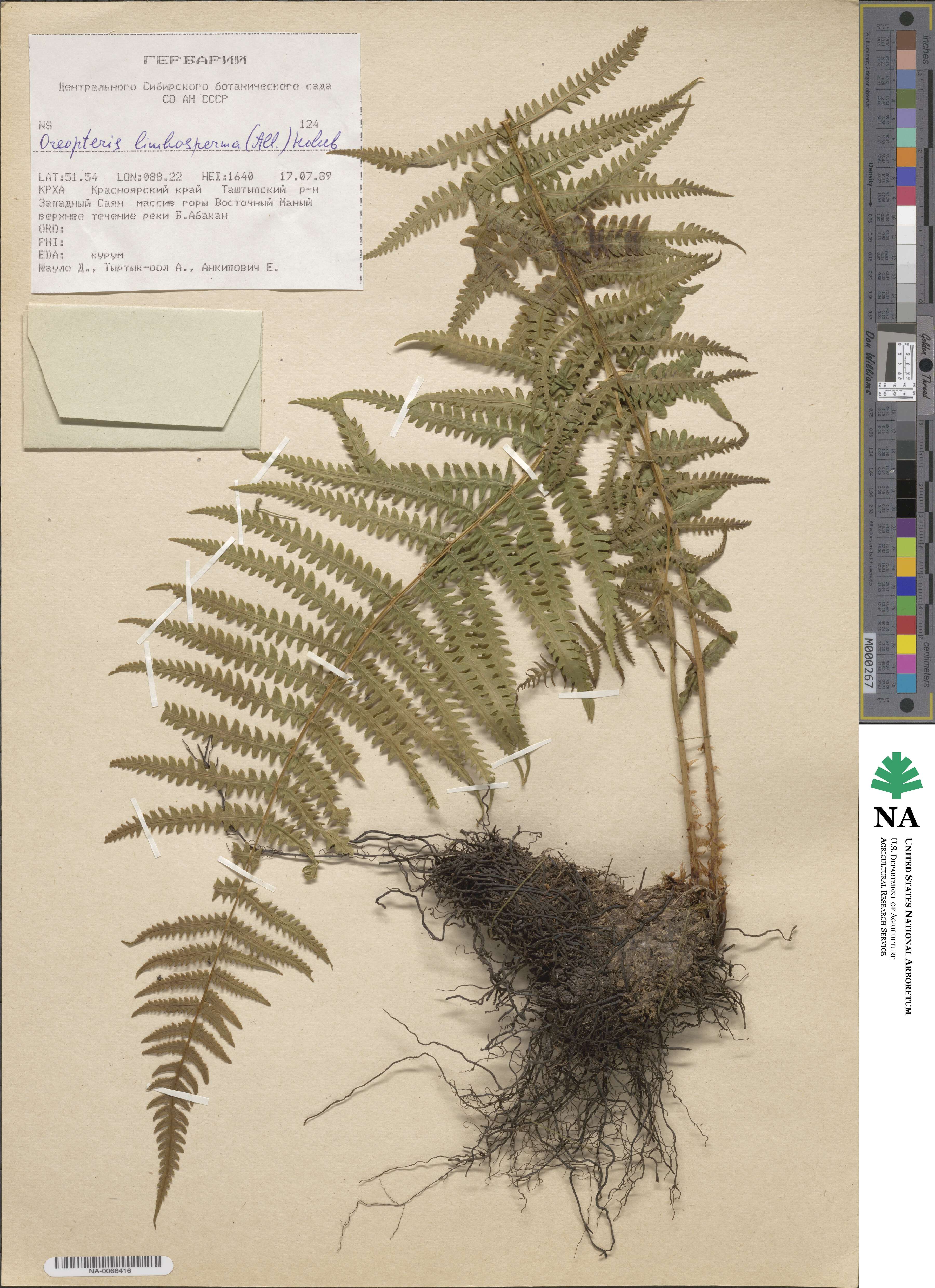 Oreopteris limbosperma image