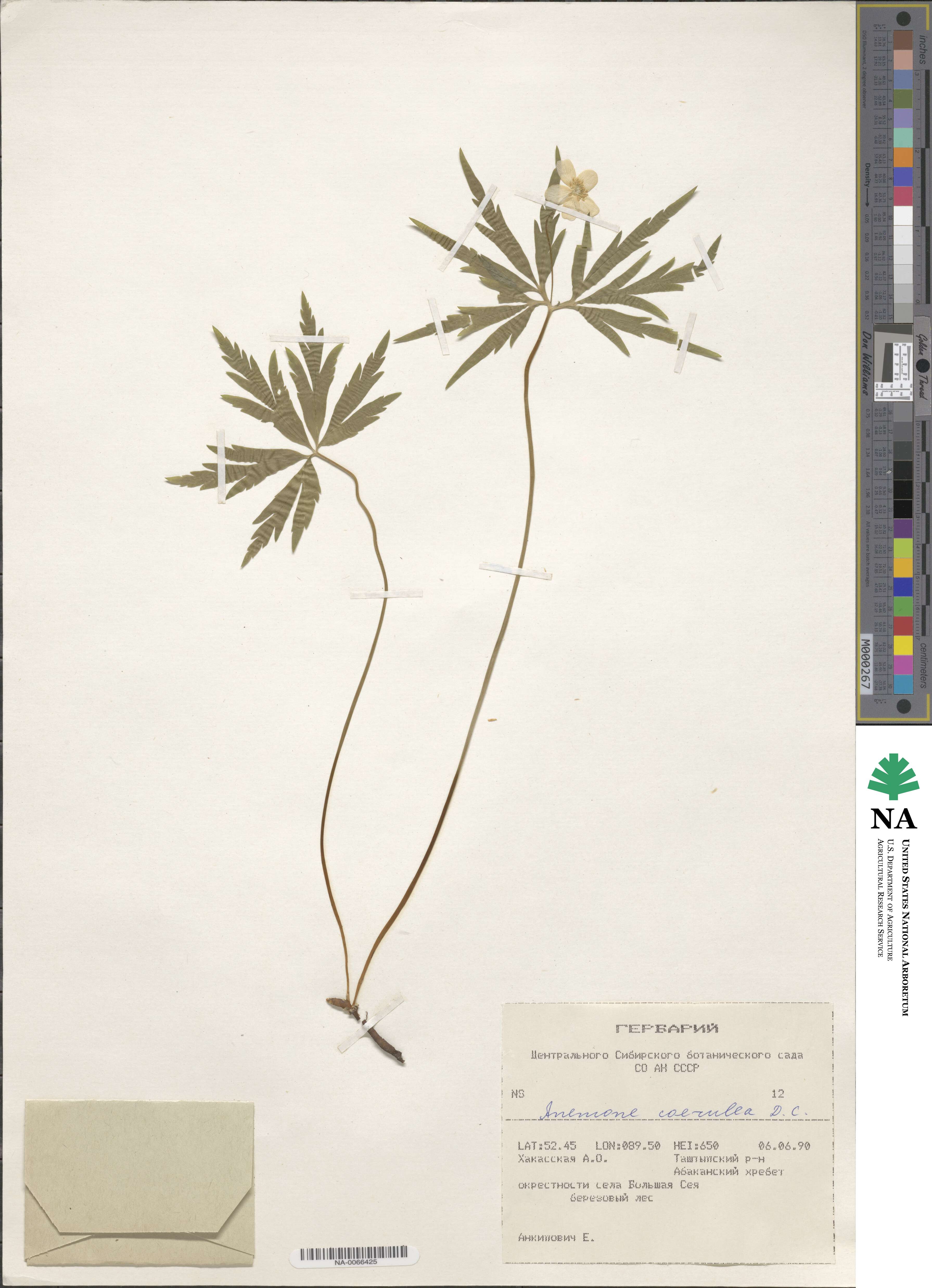 Anemone coerulea image