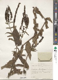 Veronica longifolia image