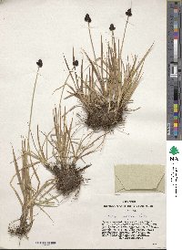 Carex norvegica image