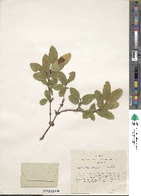 Lonicera caerulea subsp. pallasii image