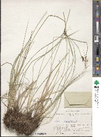 Carex caespitosa image