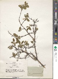 Lonicera caerulea image