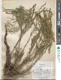 Artemisia campestris image