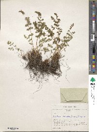 Image of Woodsia calcarea