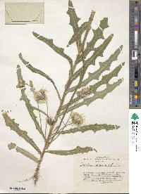 Sonchus arvensis image