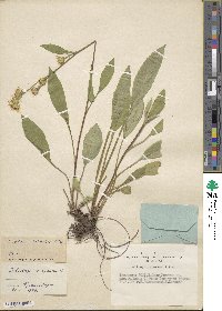 Solidago dahurica image