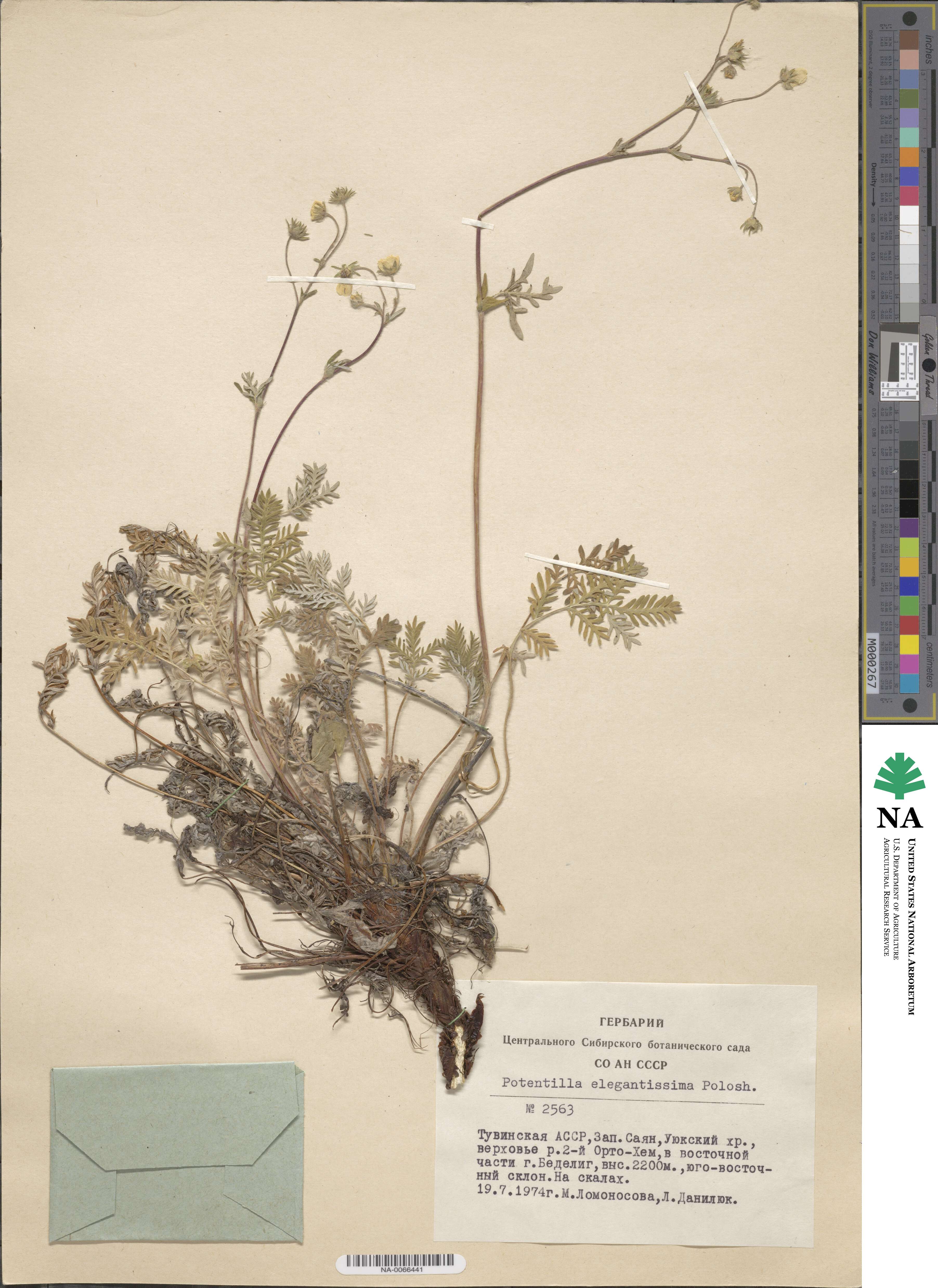 Potentilla sericea image