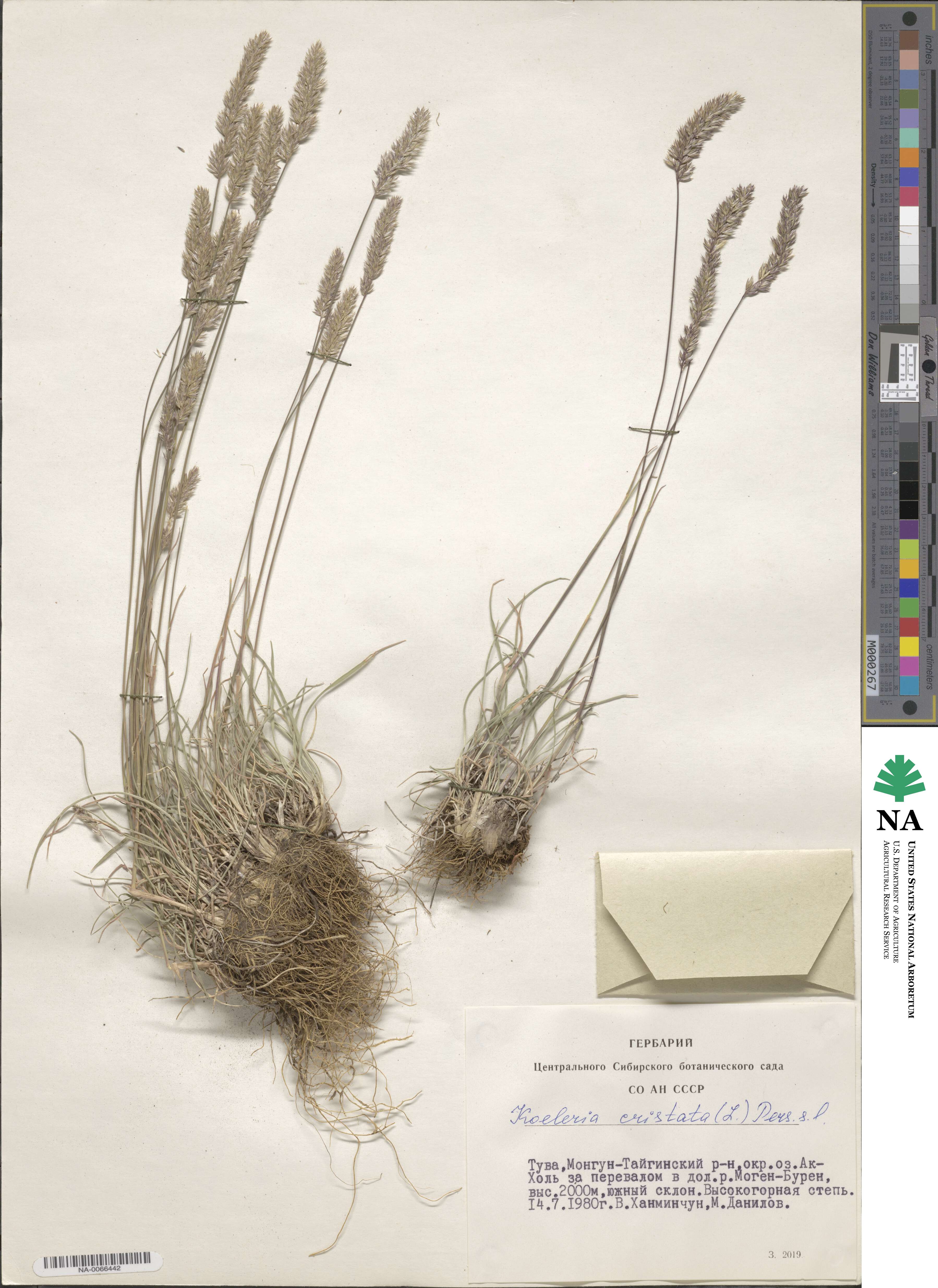 Koeleria pyramidata subsp. pyramidata image