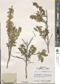 Spiraea media image