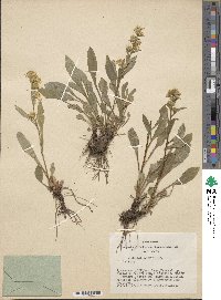 Solidago dahurica image