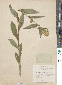 Solidago virgaurea image