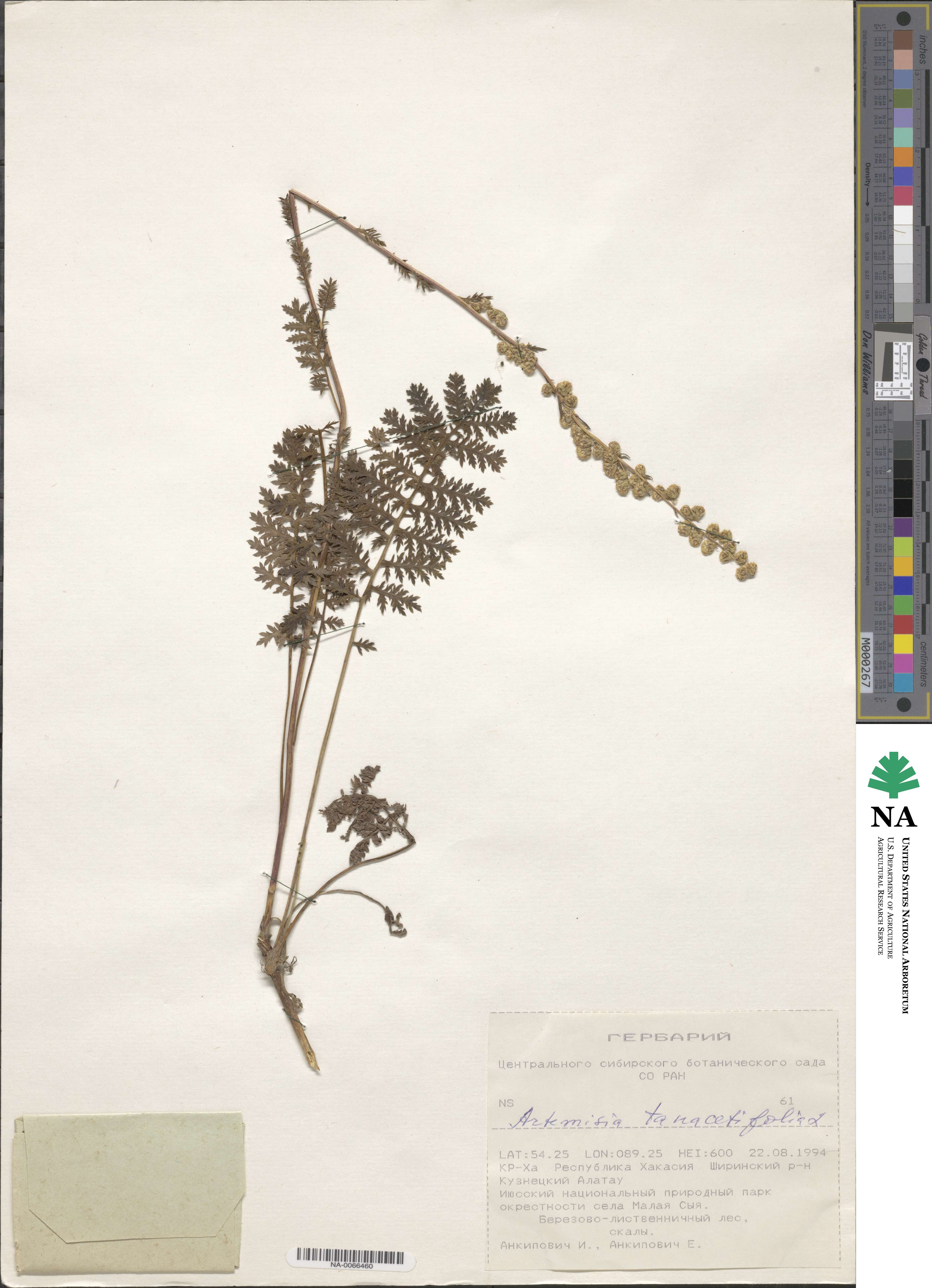 Artemisia tanacetifolia image