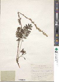 Artemisia tanacetifolia image