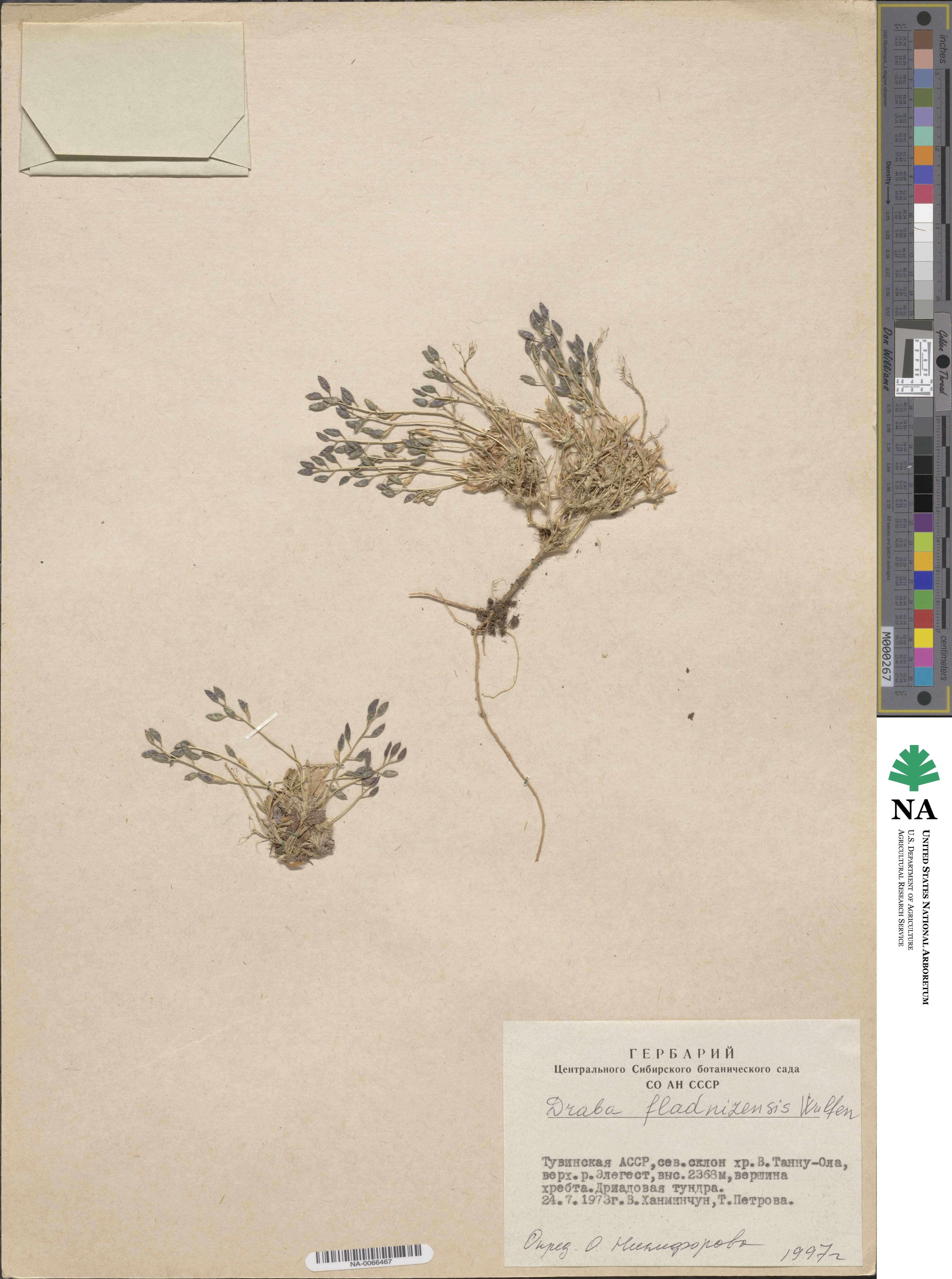 Draba fladnizensis image