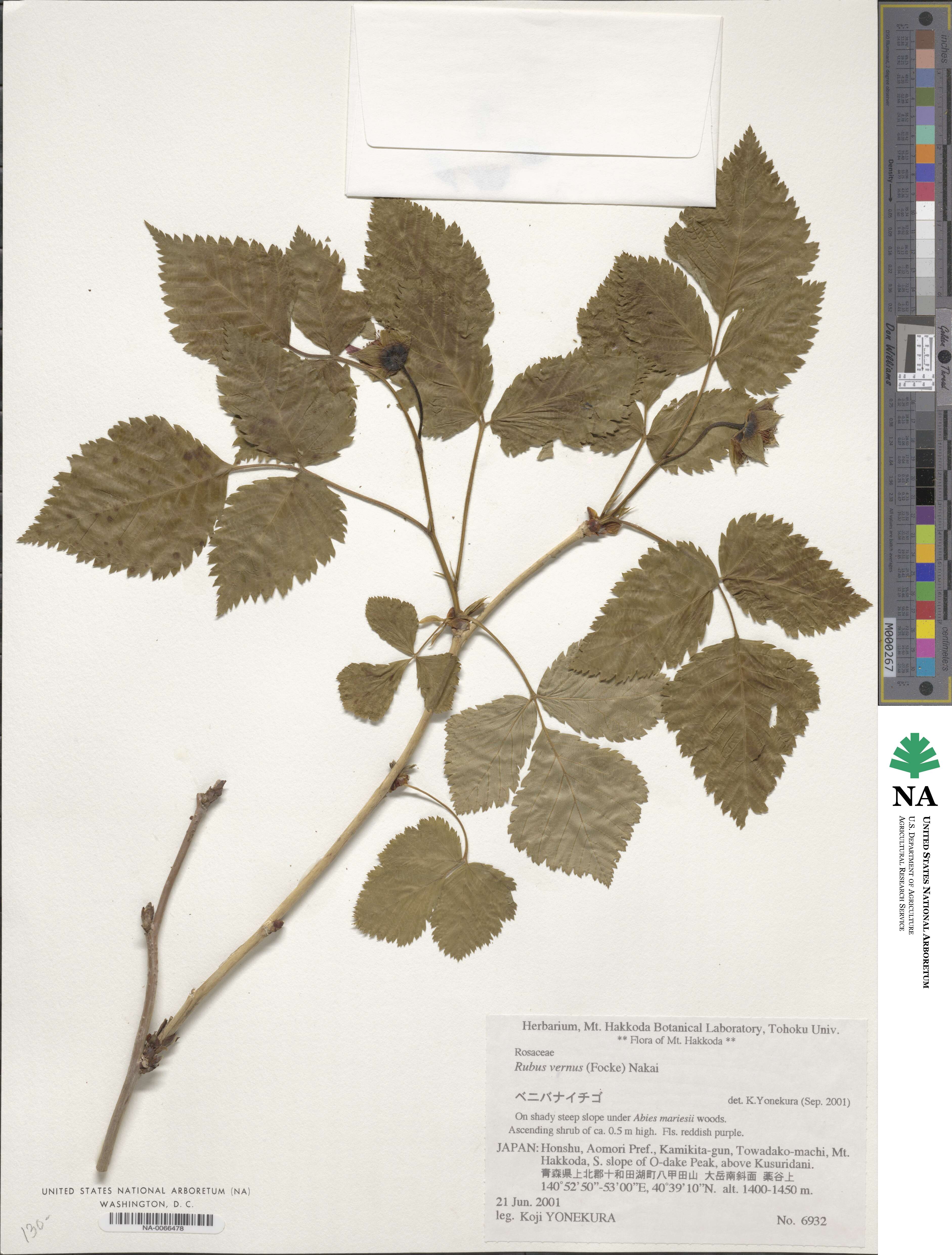 Rubus vernus image