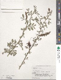 Image of Indigofera hendecaphylla