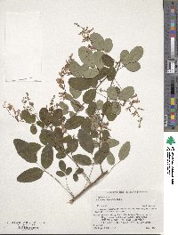 Lespedeza homoloba image