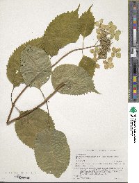 Hydrangea serrata image